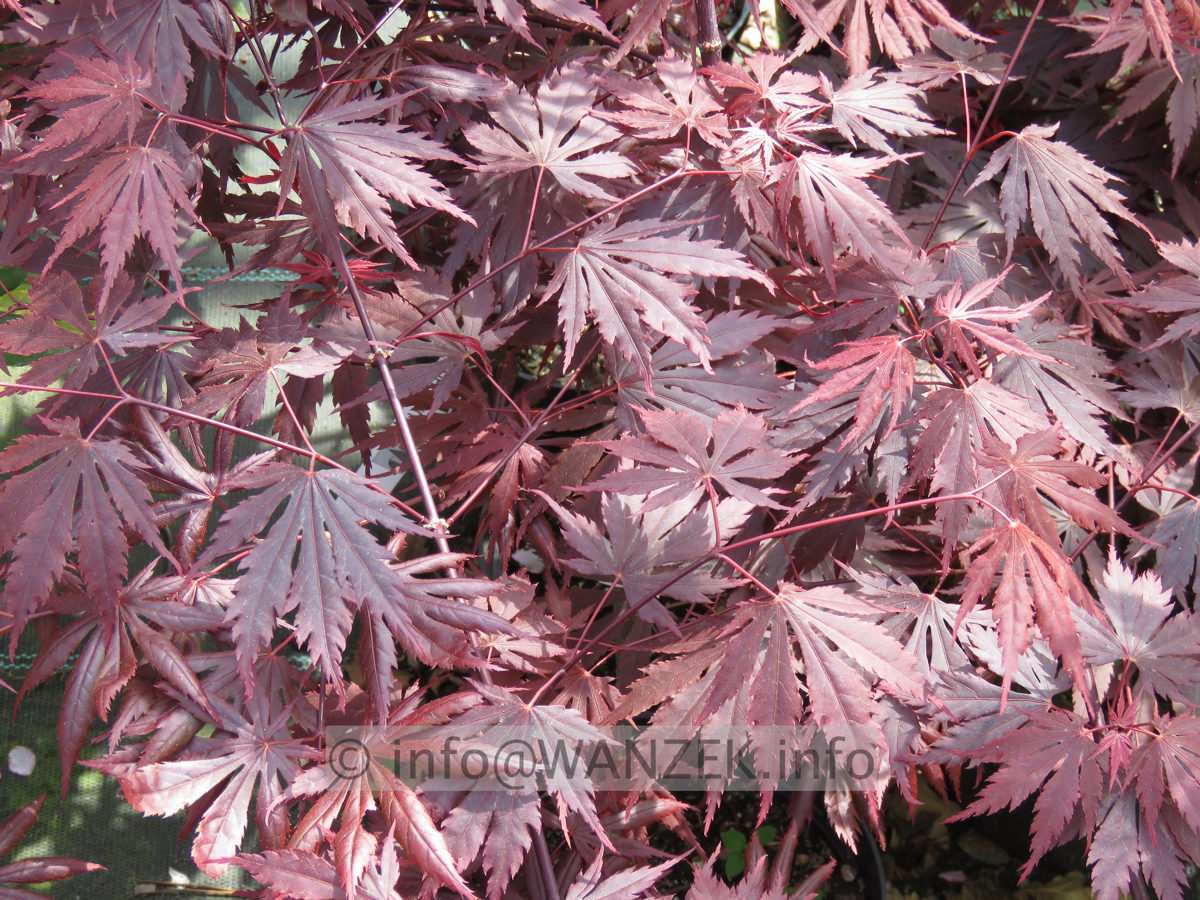 Acer shirasawanum Yasemin - Austrieb01.JPG